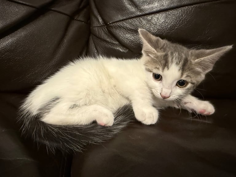 Only 2 left! Cuddly little kittens looking for rehoming 