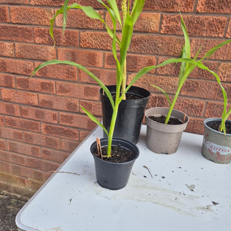 5 Sweetcorn golden bantam plants 