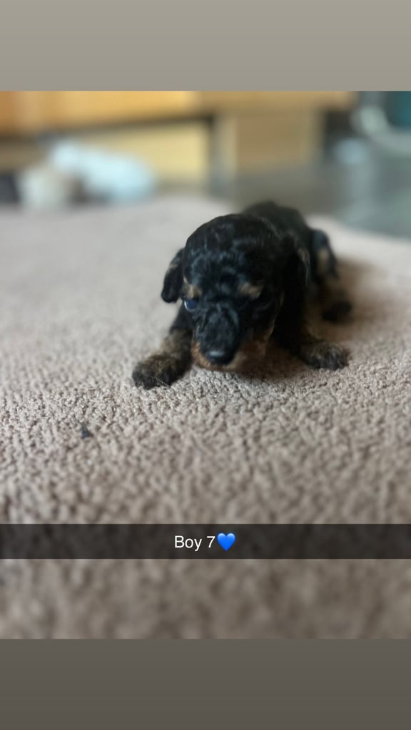 F1 b cockapoo puppies 