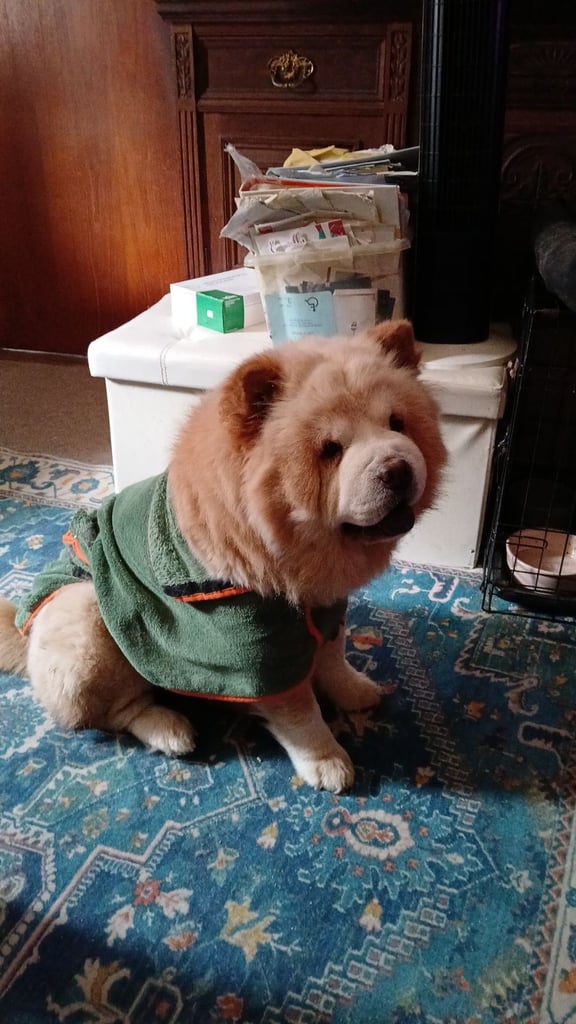 Chow chow 