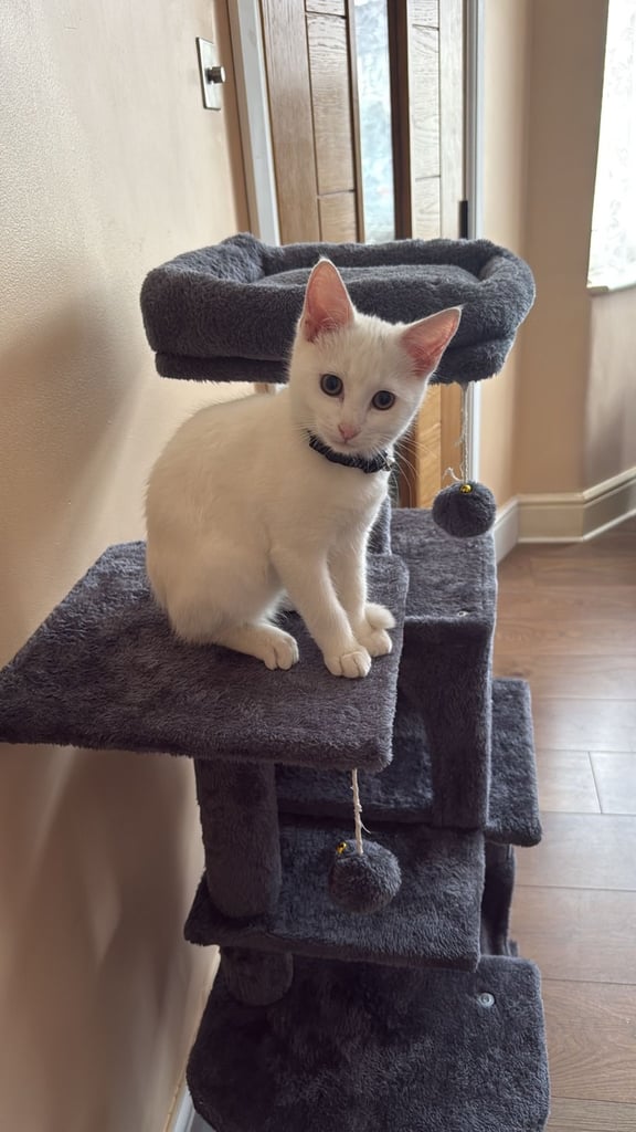 image for White kitten 