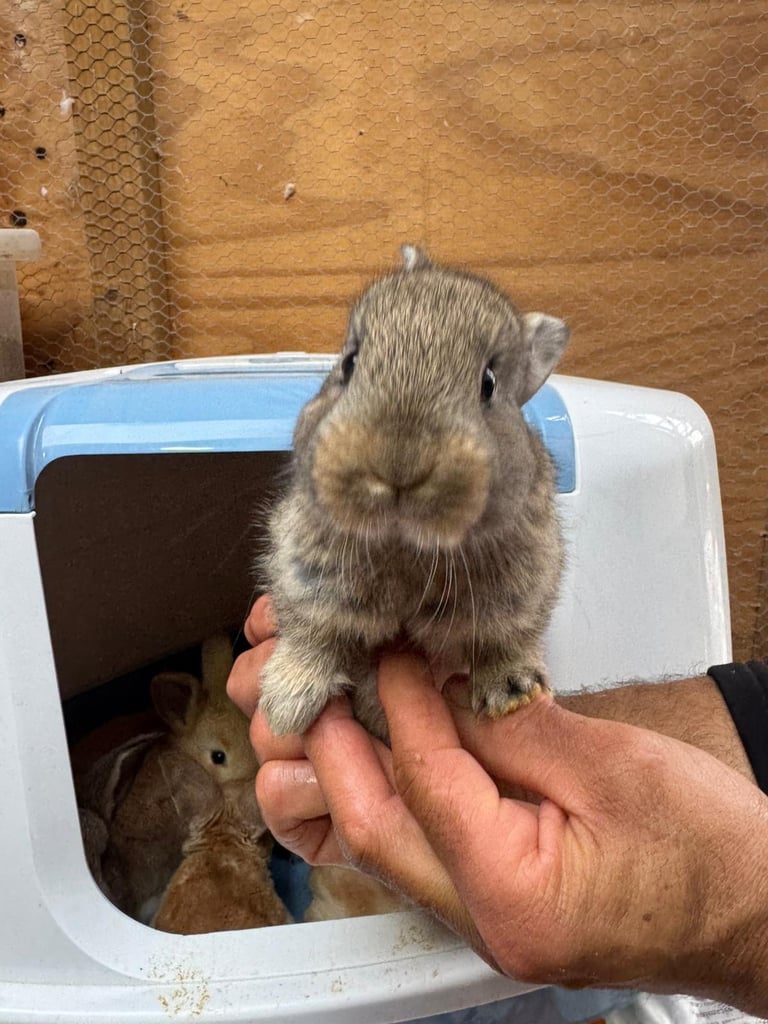 Netherland dwarf bunnies