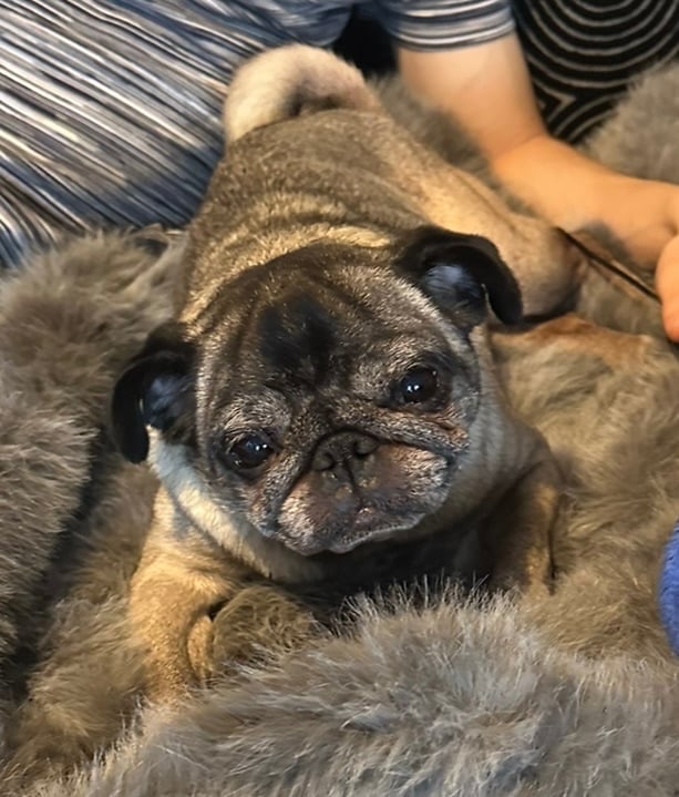 Adult pug