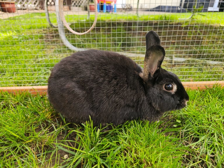 image for  2 year old female black otter Doe