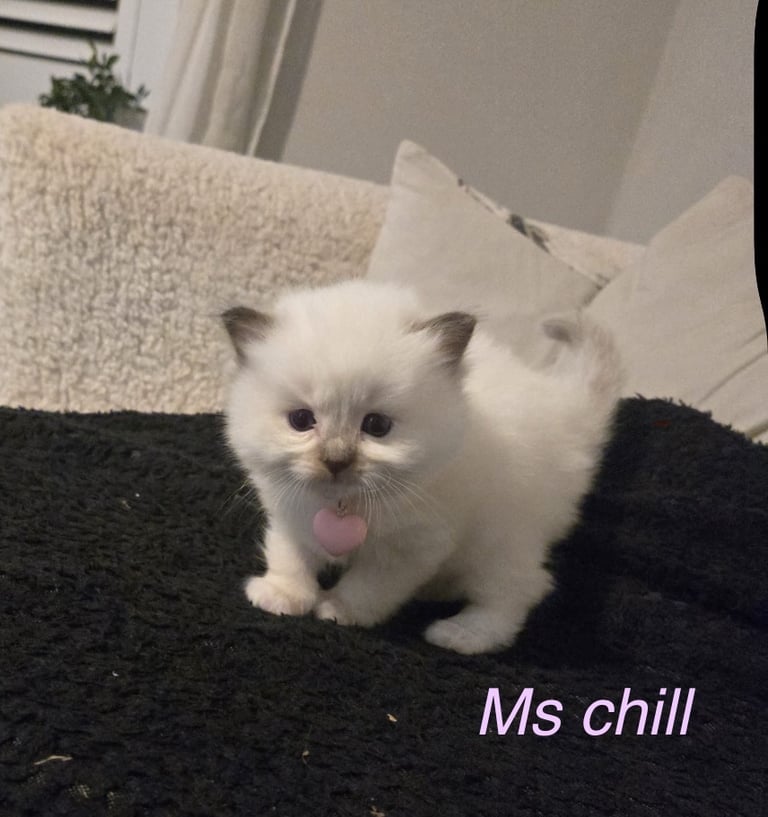 Bella’s Ragdoll kittens ready December 
