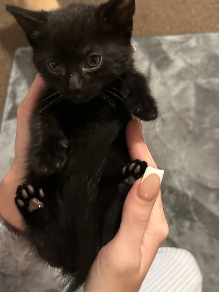 Kittens 