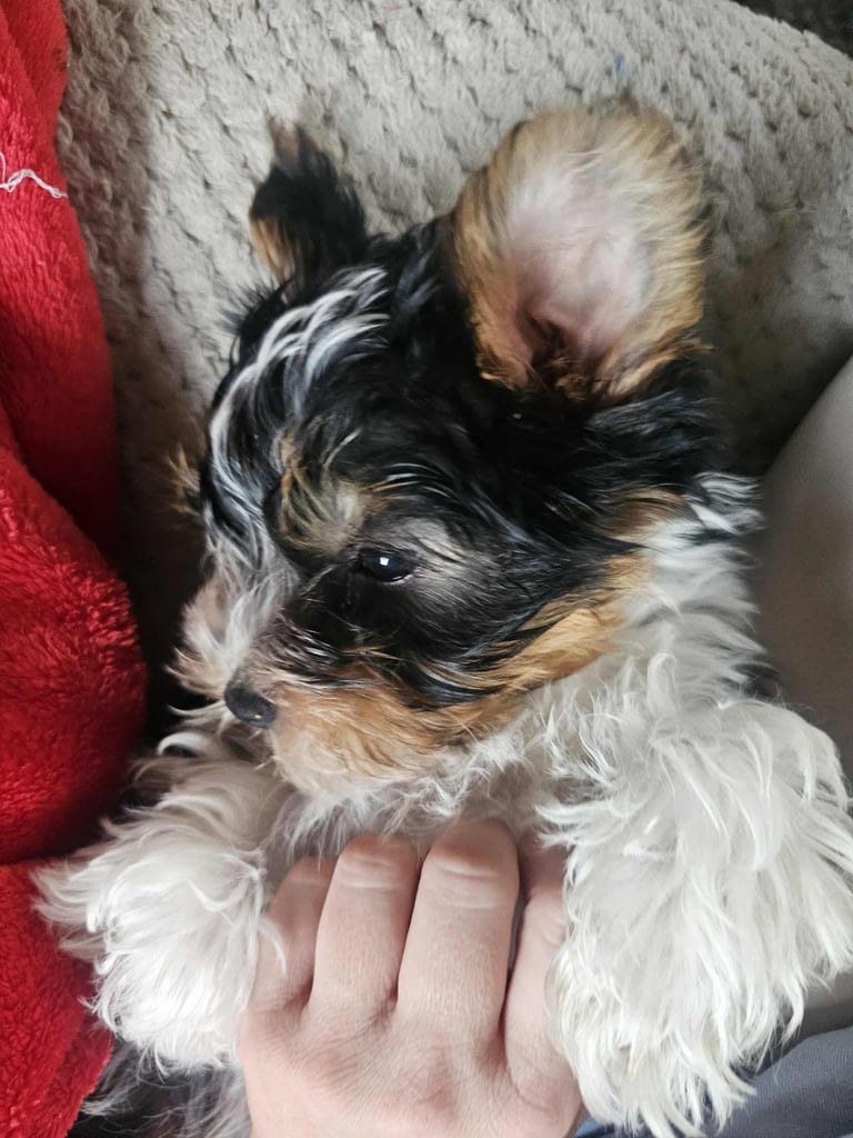 Yorkshire terrier Tricolor.  Ready now