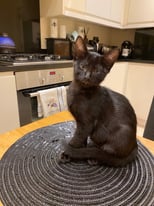 1 kitten left: Siamese breed cross with Bombay. Black colour.
