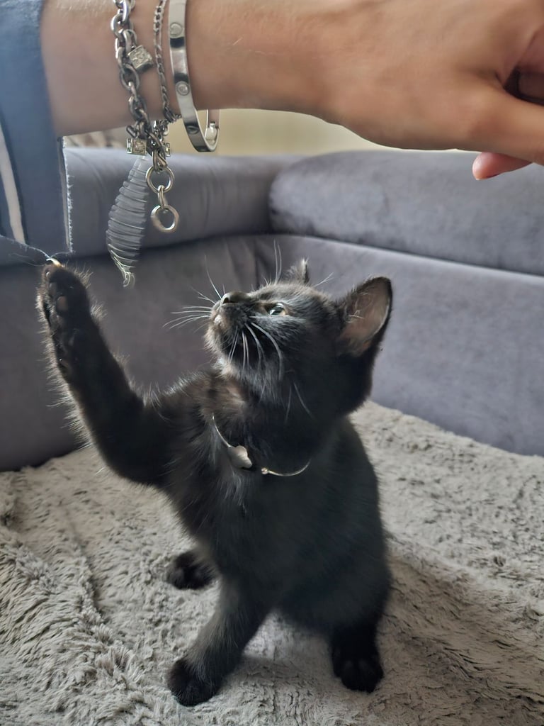 Kitten £100