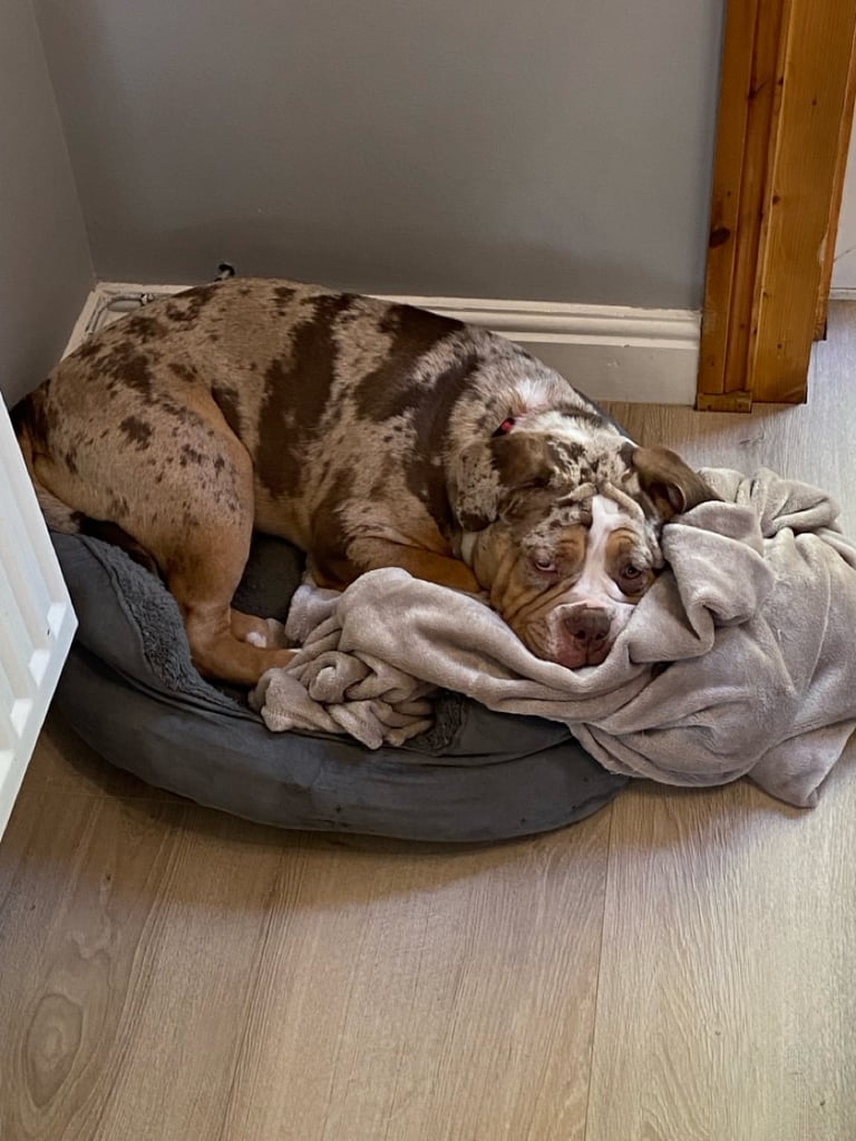 Olde english bulldogge