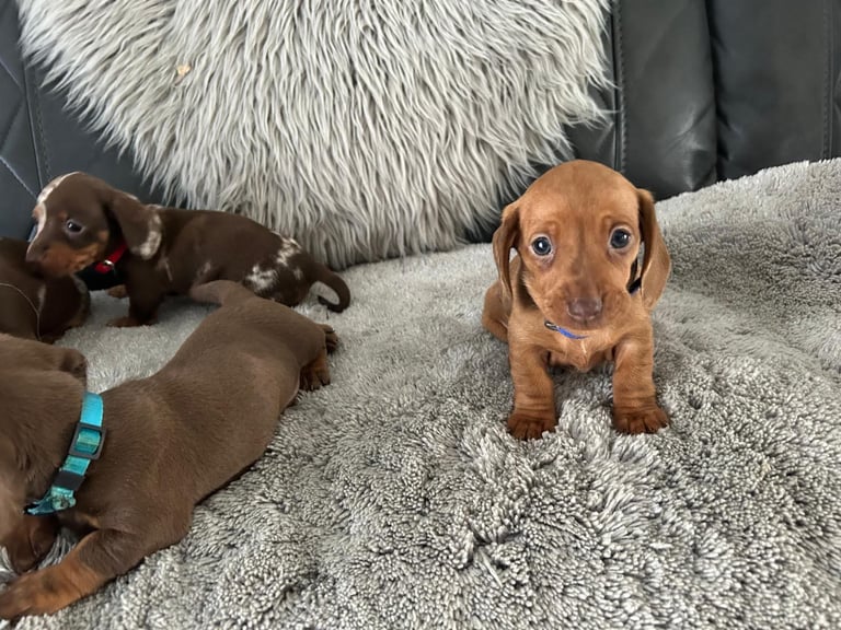 Miniature Dash hounds puppies for sale