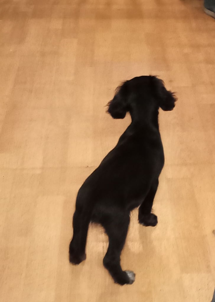 Cockapoo/Cocker Spaniel Puppies. ALL SOLD!! 