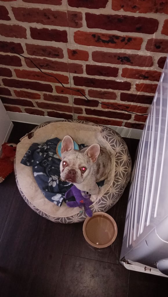 Miniature Frenchie 3.5 years female 