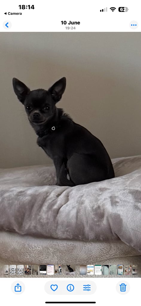 Beautiful Teddy Bear chihuahua looking for his forever home 