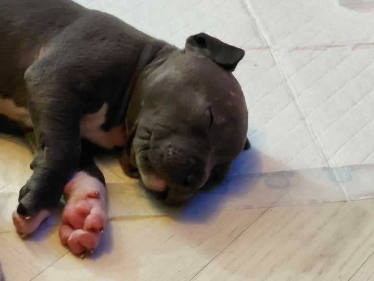 Bully pups for sale