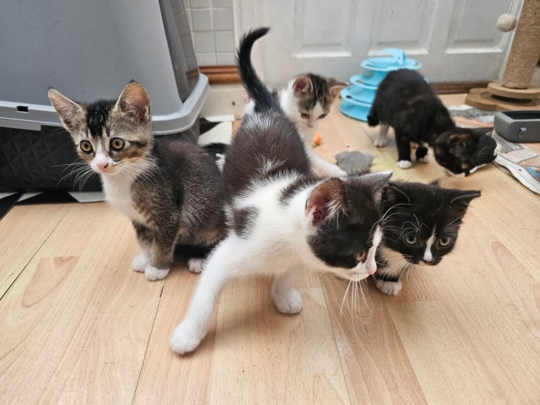 4  cats/kittenfor sale. 