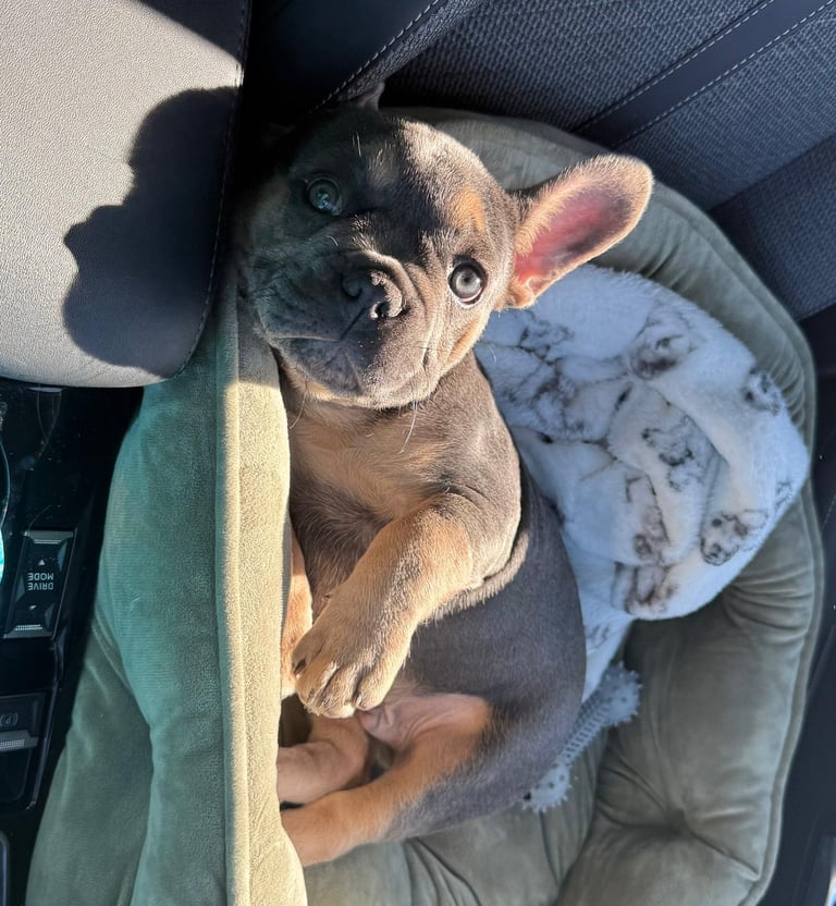 KC reg French bulldog puppy