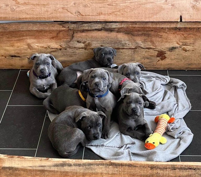 Beautiful blue staffordshire bull terrier puppies