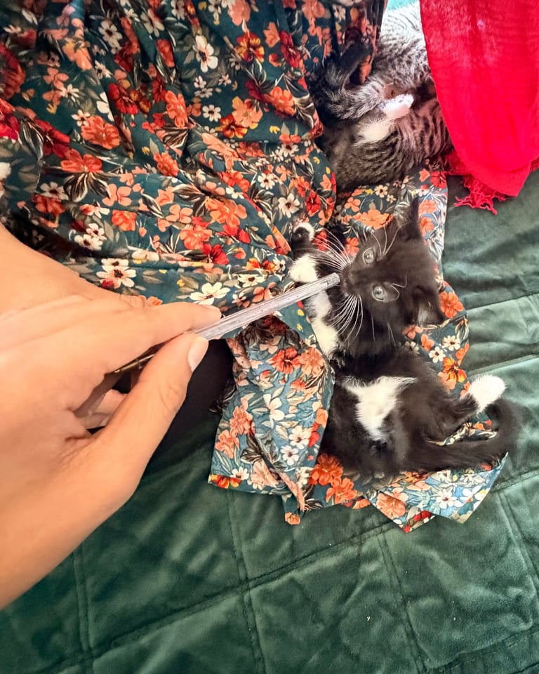 Tabby kitten