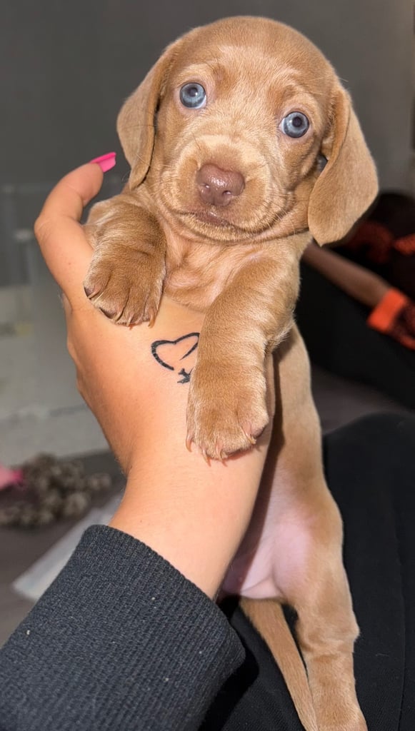 KC Miniature Daschund 1 Girl Available 
