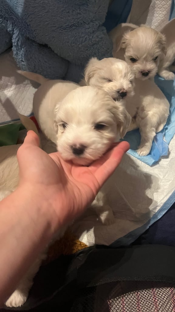 Maltese puppies for rehoming 