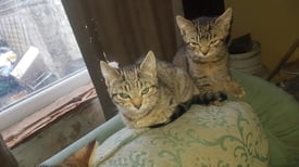 Stunning oriental / Silver spotted tabby / Serengeti type kittens for sale 