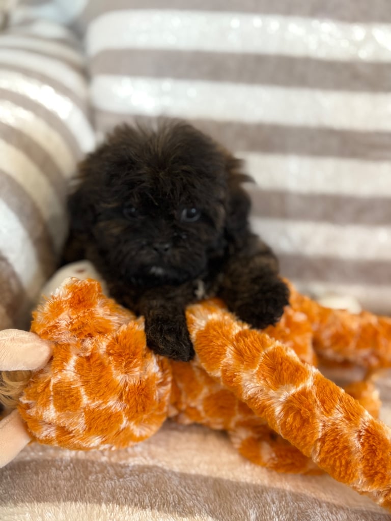 Shih Tzu x poodle 