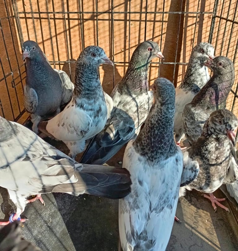 Pakistani Hi- flying  pigeons 
