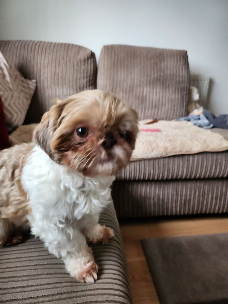 Shihtzu for sale