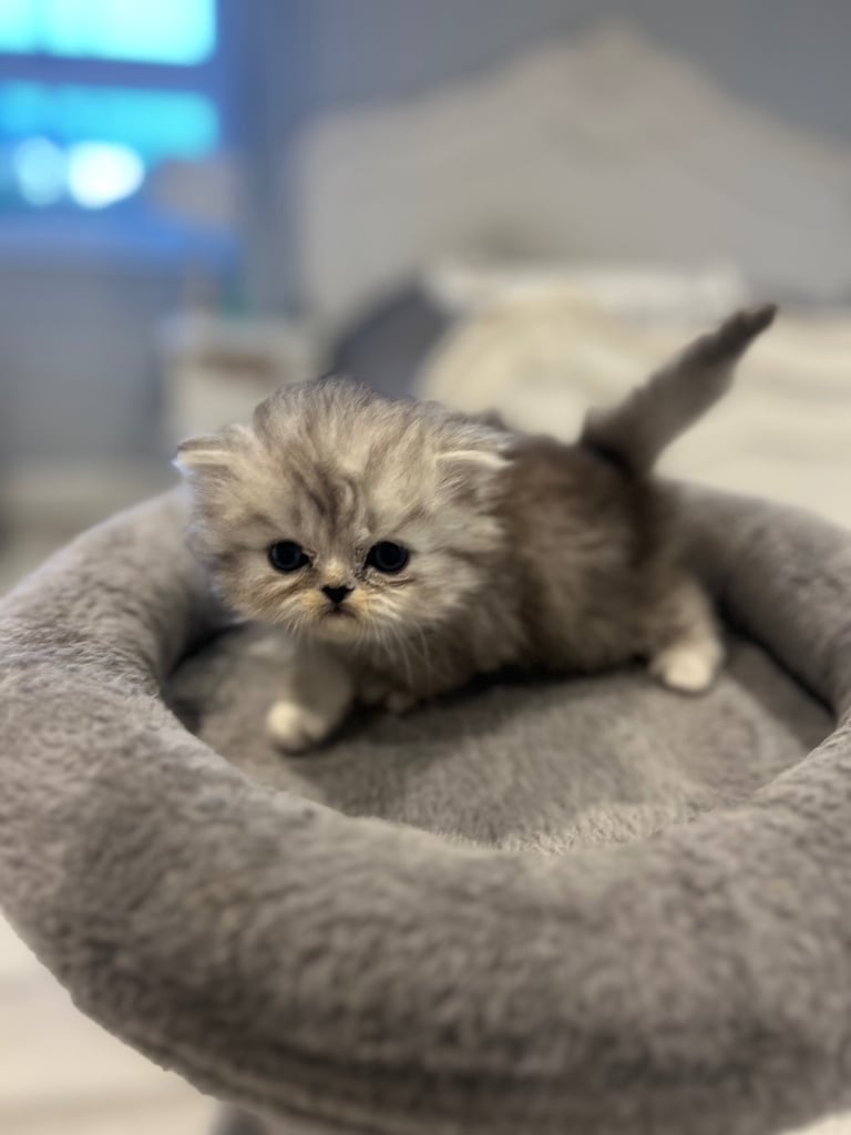 Gorgeous litter of 6 PKD Negative Persian kittens