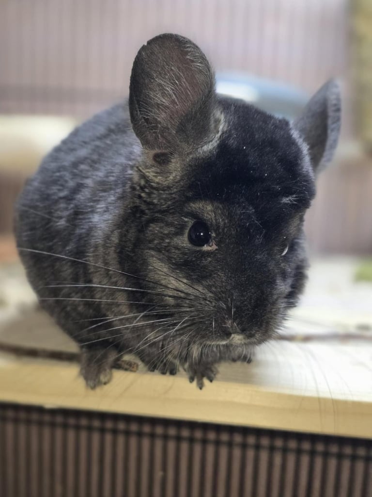 Female chinchilla 