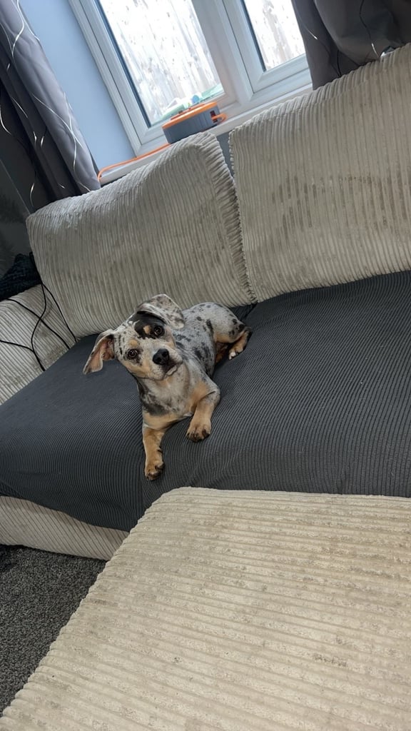 French Weiner