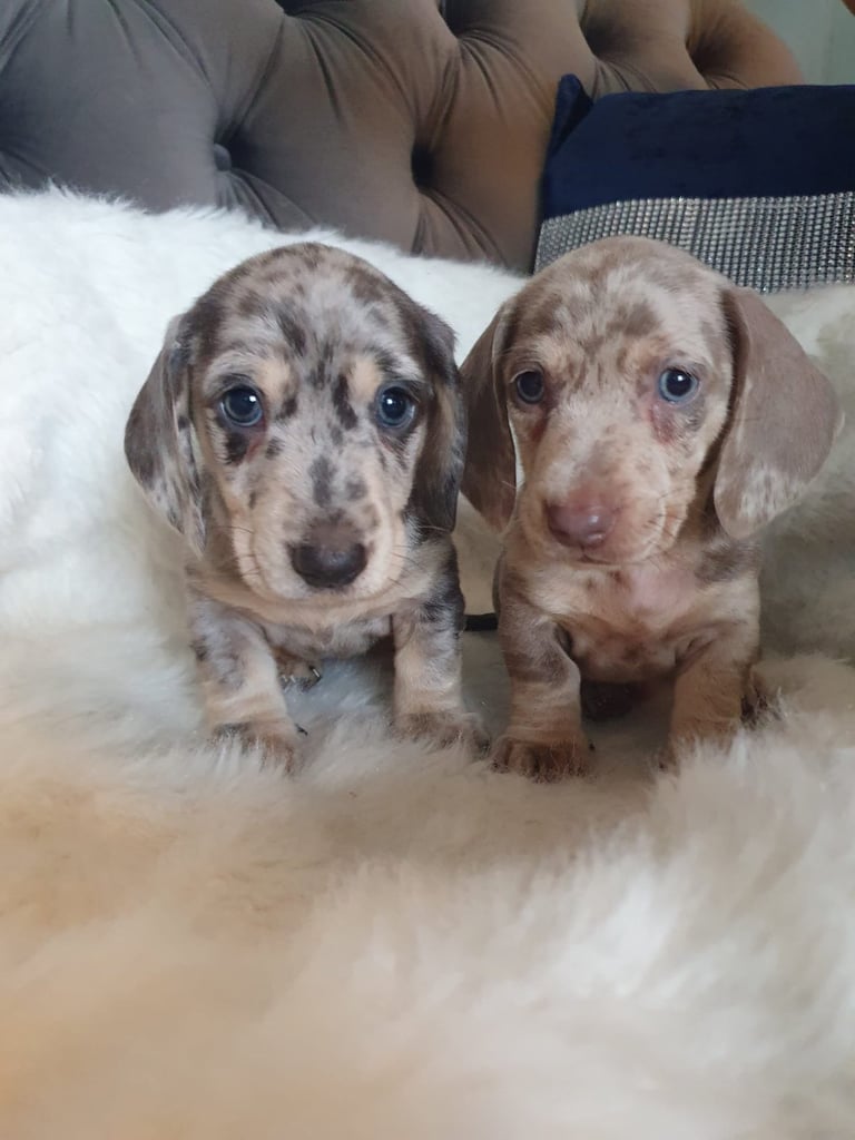 My 4 stunning dachshunds