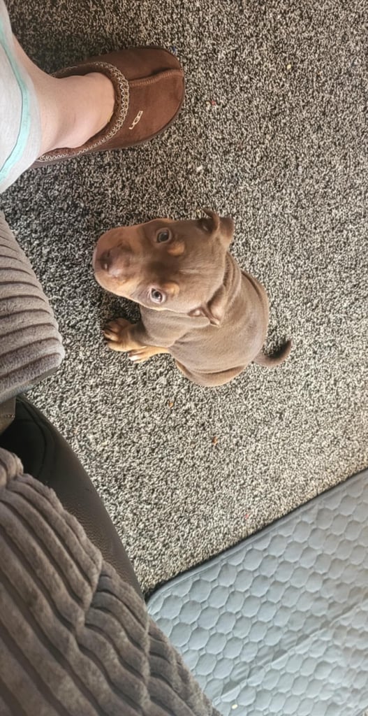 Staffordshire mix pup 