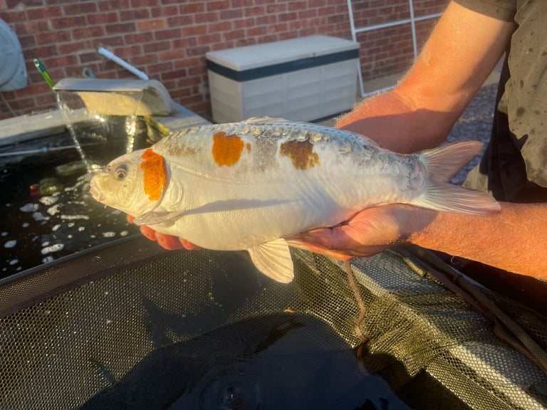 ALLNOW SOLD AND COLLECTED      6 x Large Koi Carp