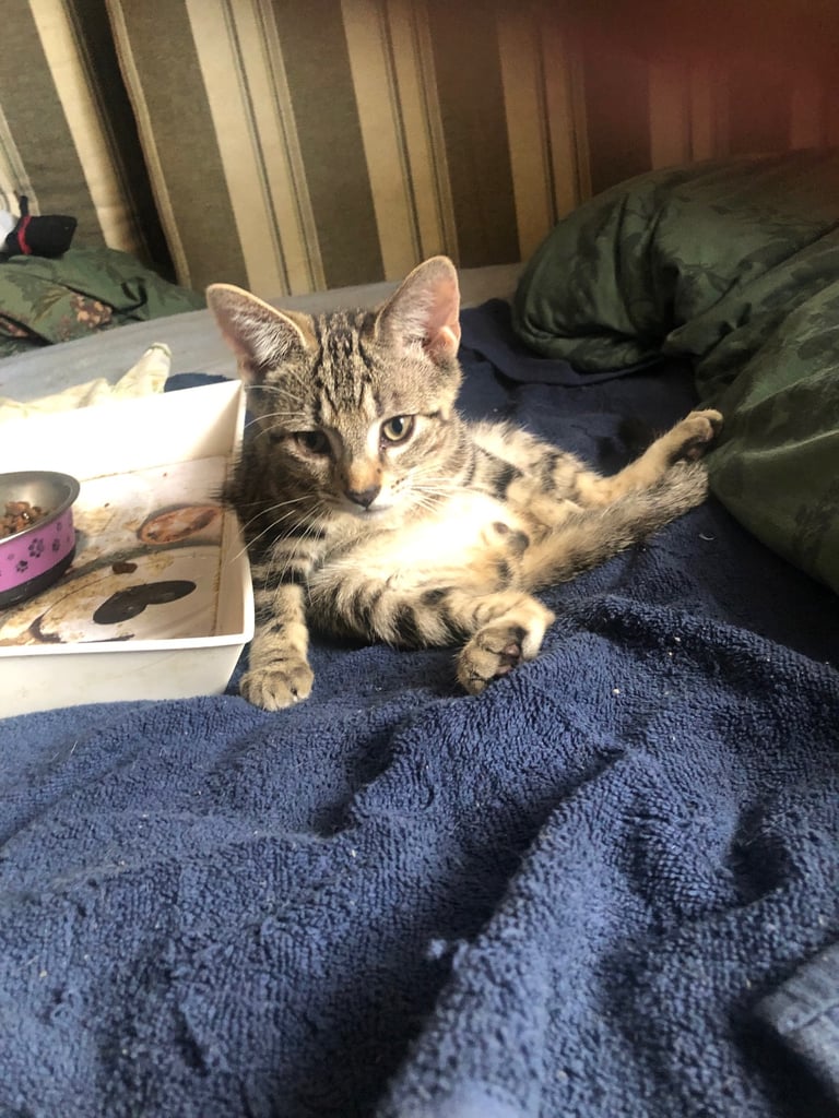 Bengal cross kitten male 