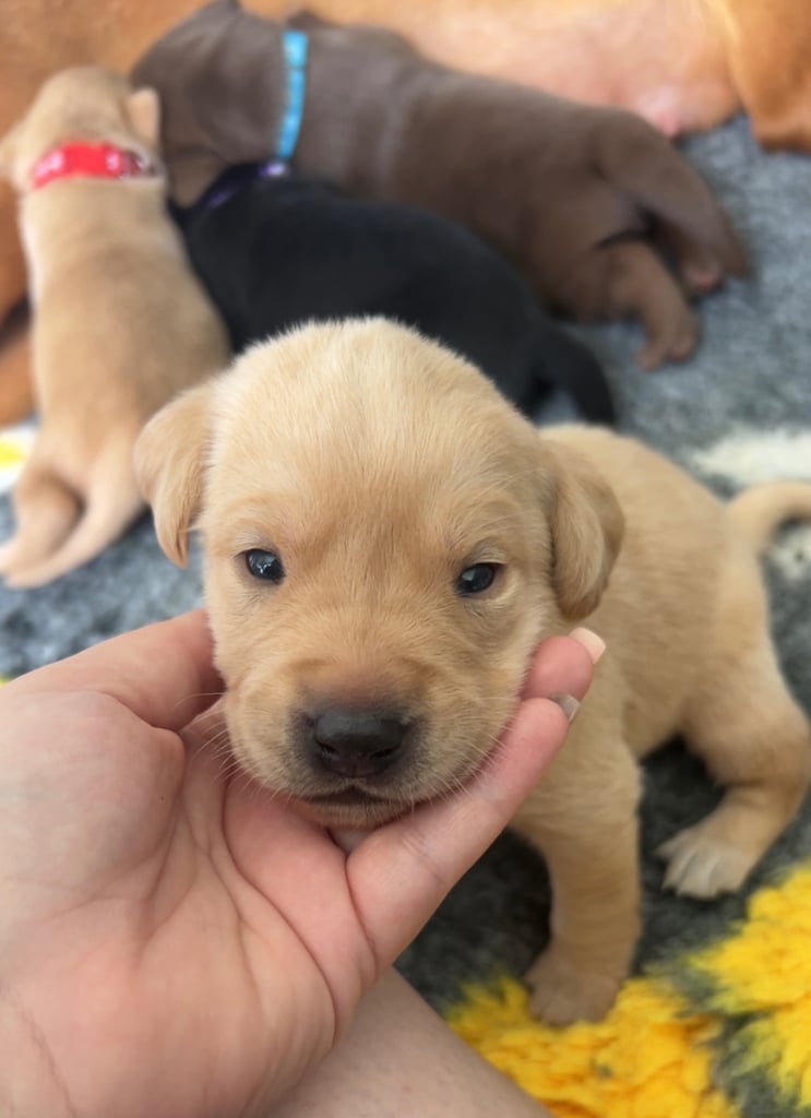 3 Labrador puppies left 