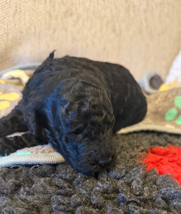 Cockapoo puppies 