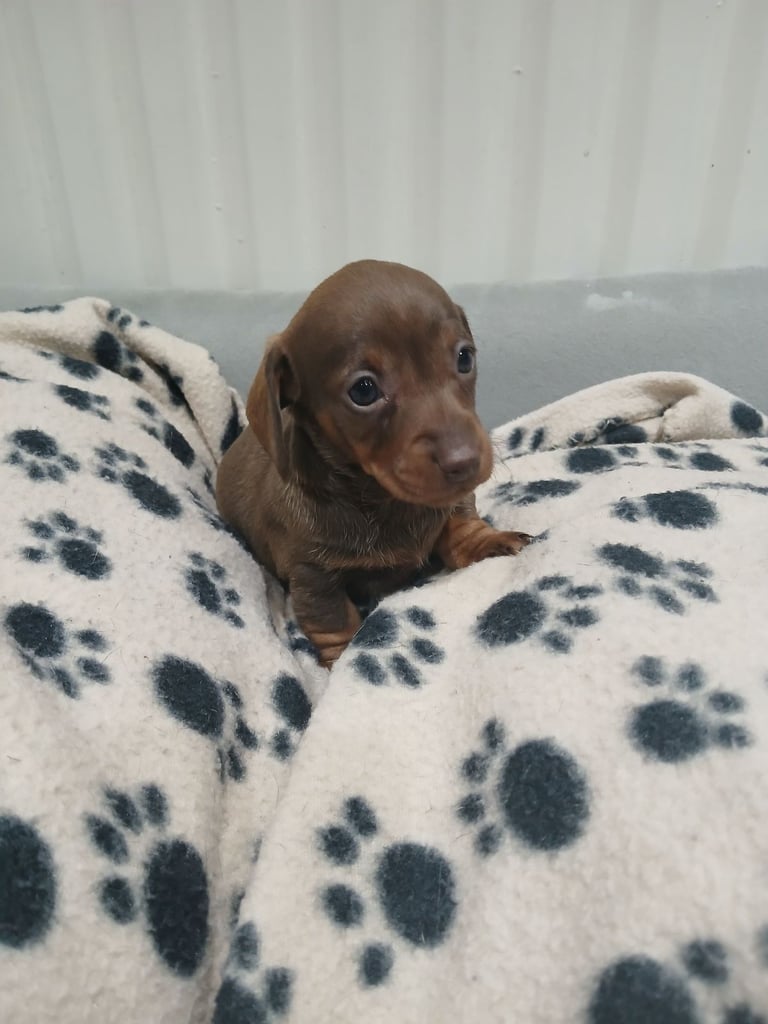  Miniature dachshunds all female