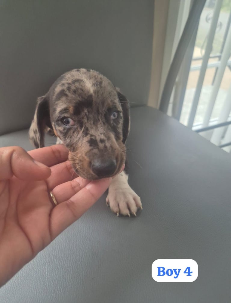 Dachshund Puppies
