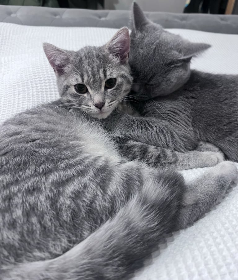Rehome cats. 1 x British short hair blue 1 x blue tabby