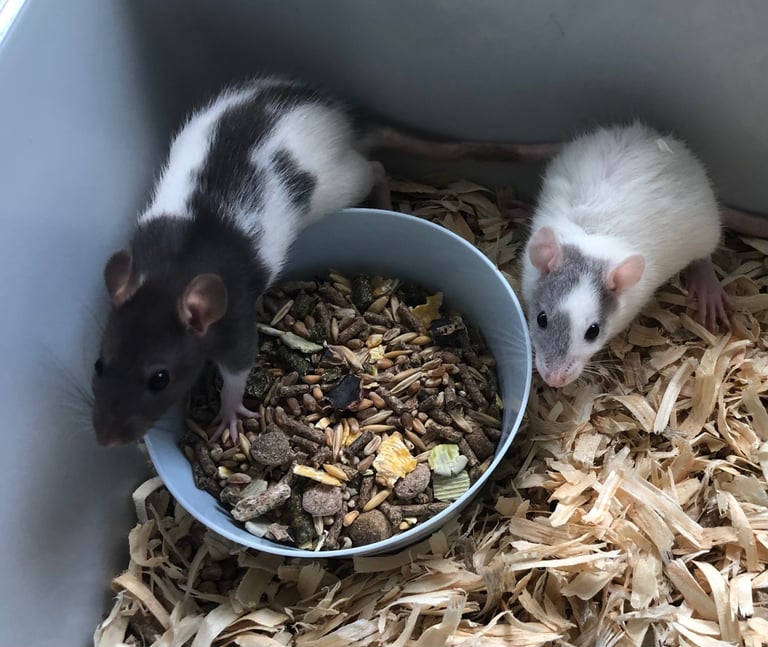 Very cute and friendly fancy baby rats