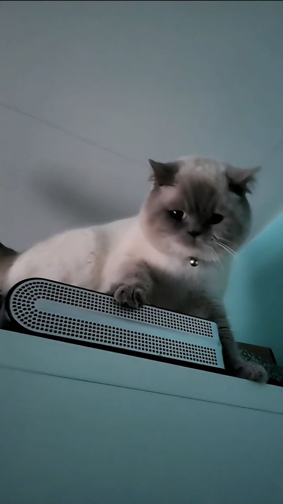 British Shorthair Kittens for sale - Pedigree Lilac and Blue