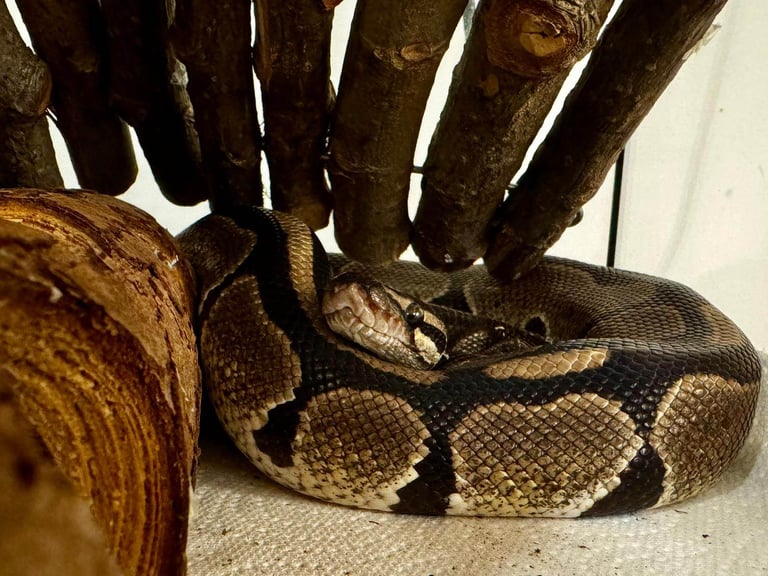 Healthy 1.5-Year-Old Male Ball Python
