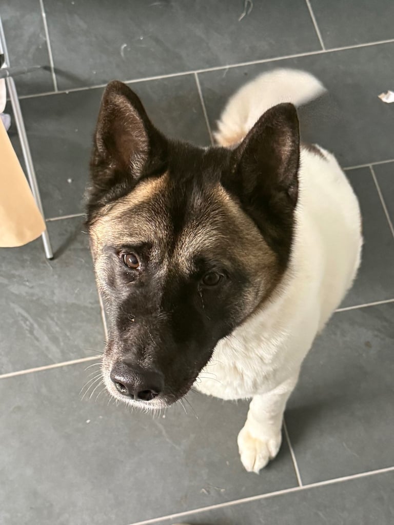 American Akita 