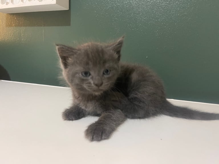 3 grey kittens for sale 