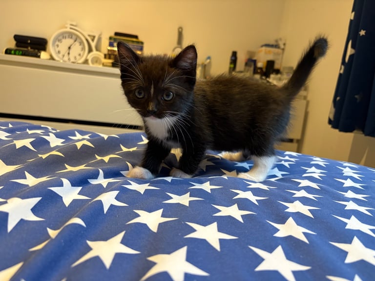 Ragdoll mixed breed but more like to be pure ragdol 