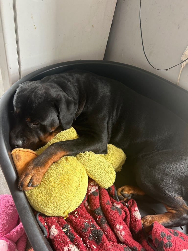 Rusty the Rottweiler 