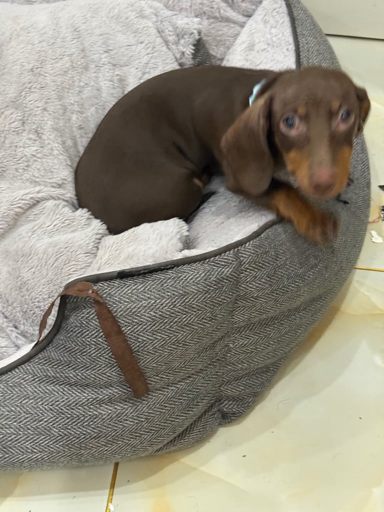 Male miniature dachshund 15 weeks old
