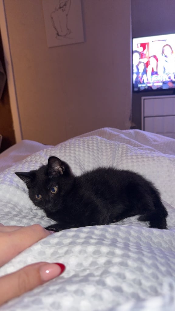Female Kitten for sale 